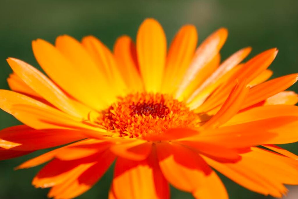 Calendula