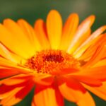 Calendula