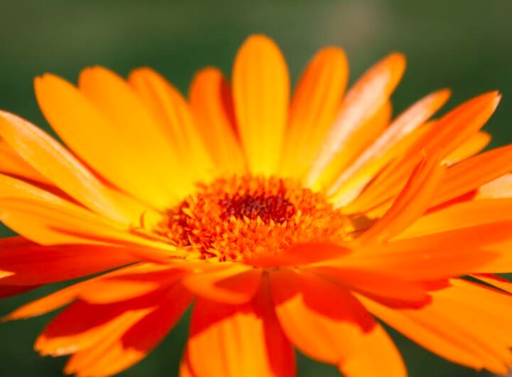 Calendula