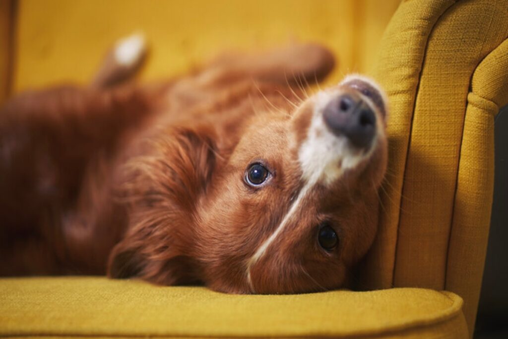 Un cane