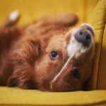 Un cane