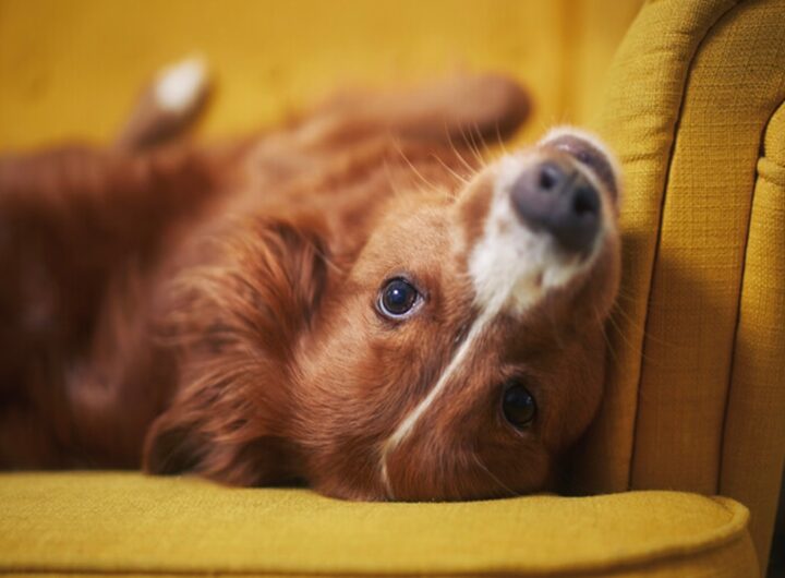 Un cane