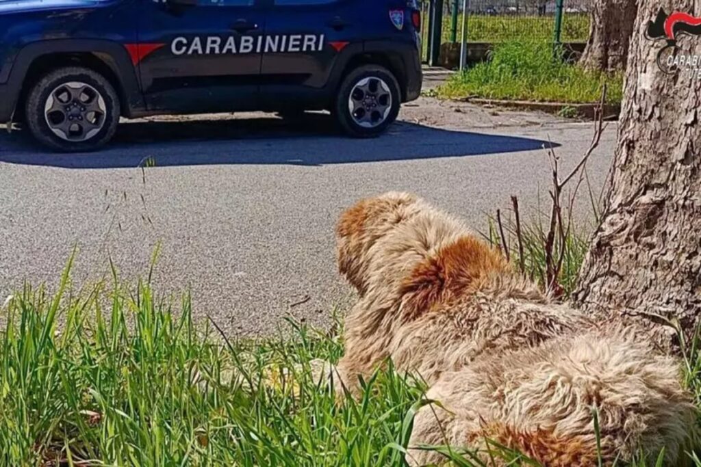 cane maltrattato proprietario denunciato
