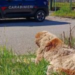 cane maltrattato proprietario denunciato