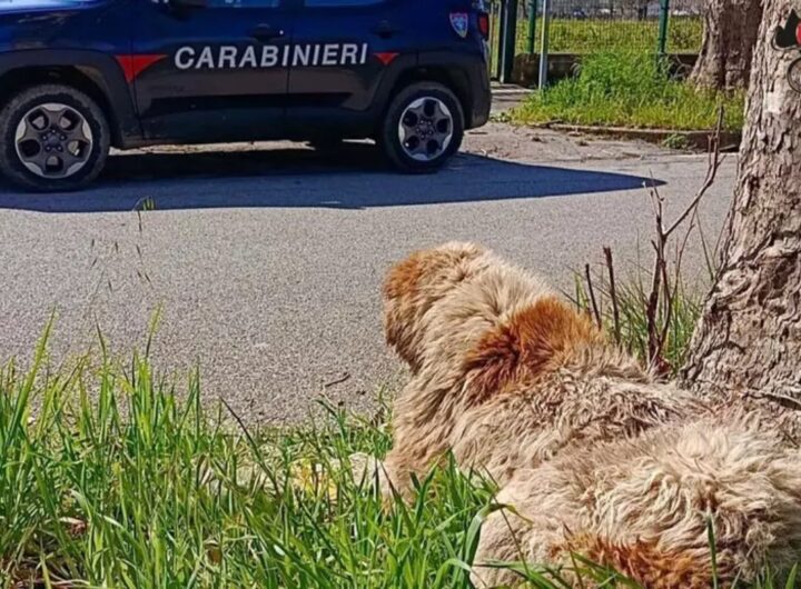 cane maltrattato proprietario denunciato