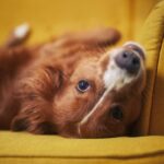 Un cane