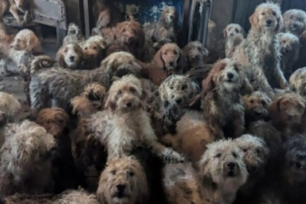 cani casa inghilterra