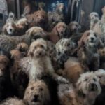 cani casa inghilterra