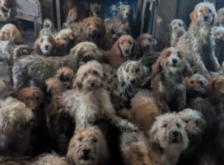 cani casa inghilterra
