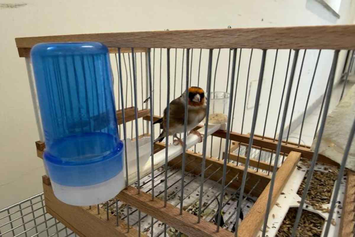 Un cardellino in gabbia