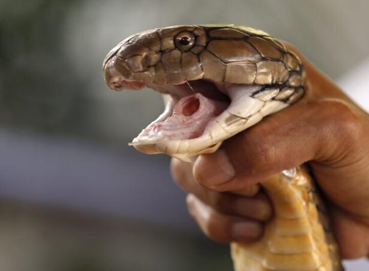Un cobra