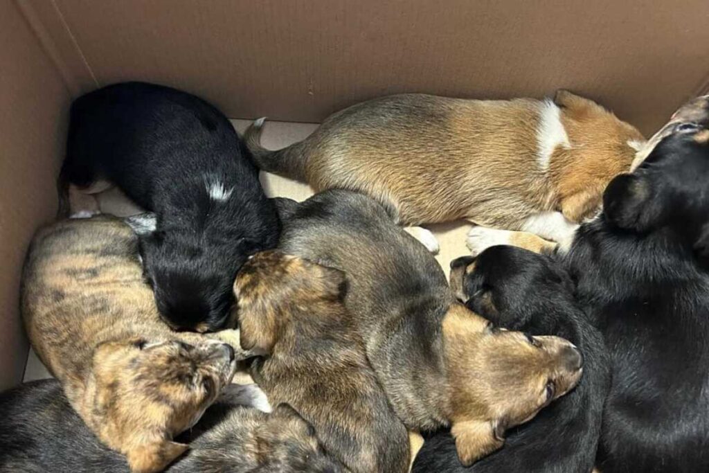 cuccioli salvati a monteverde