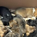 cuccioli salvati a monteverde