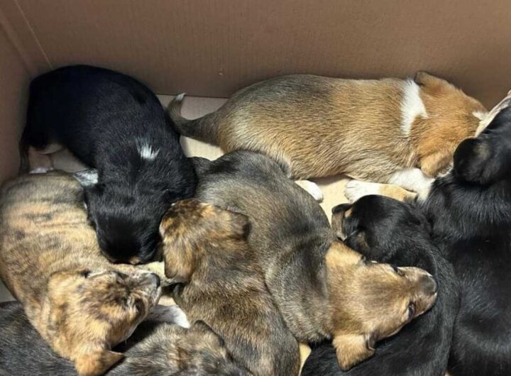 cuccioli salvati a monteverde