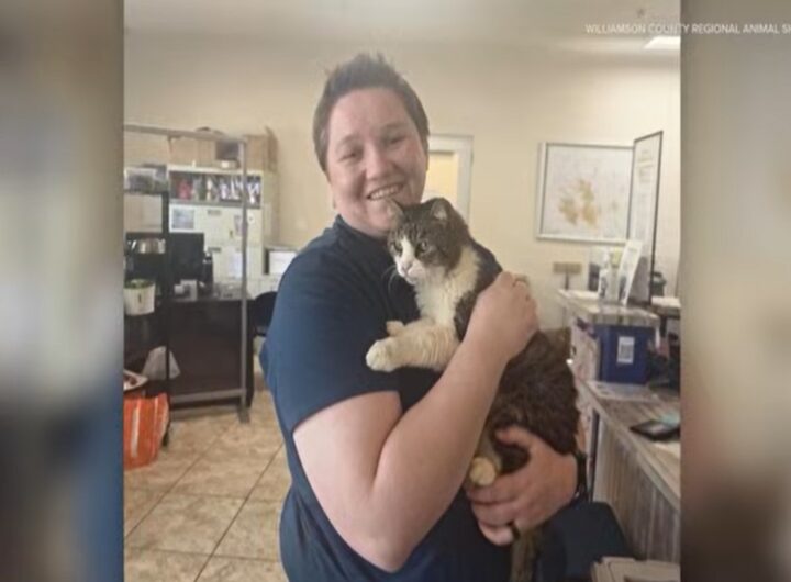 Una gatta ritrovata dopo 5 anni