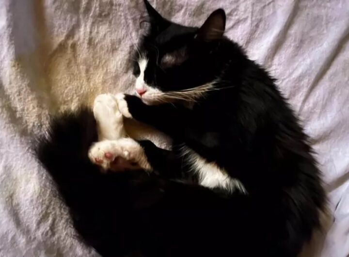 gatto