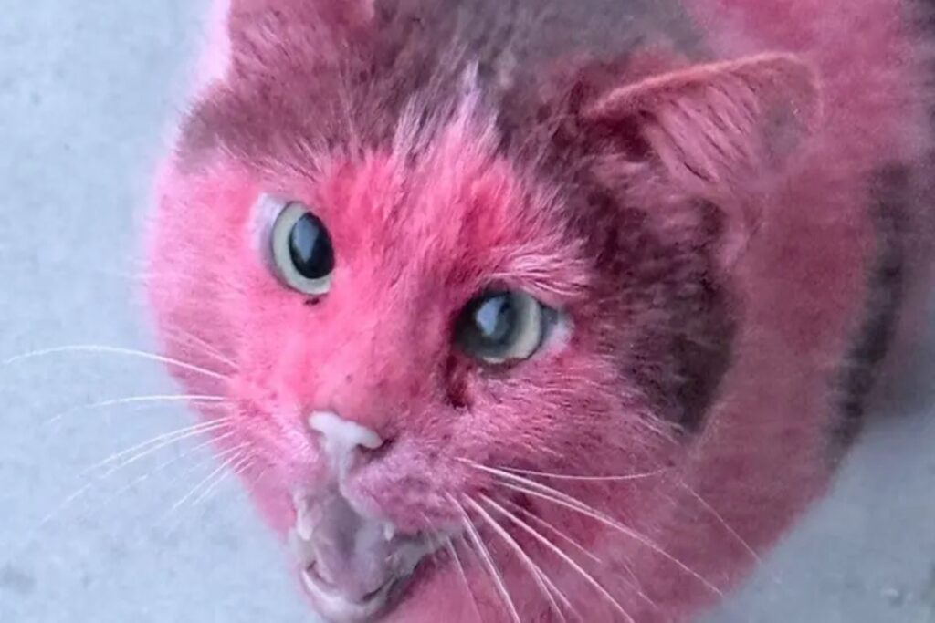 gatto vernice rosa