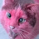 gatto vernice rosa