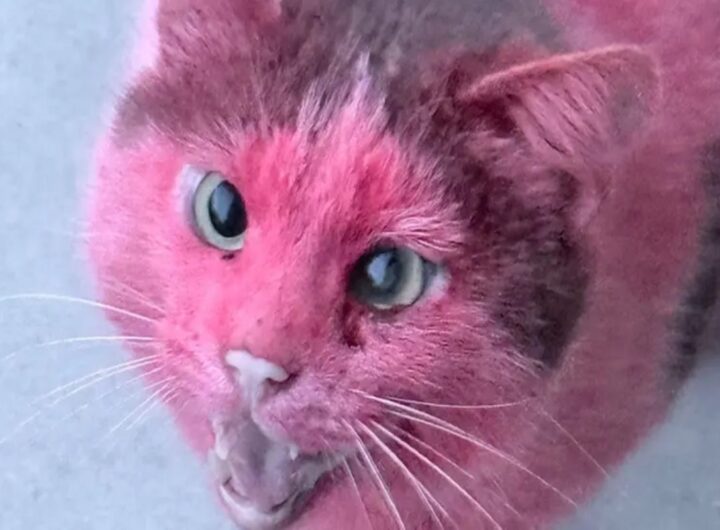 gatto vernice rosa