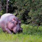 ippopotamo