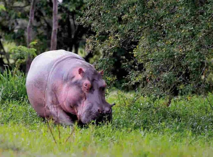 ippopotamo