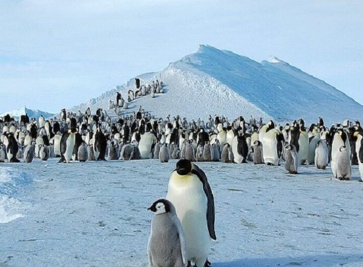 Dei pinguini