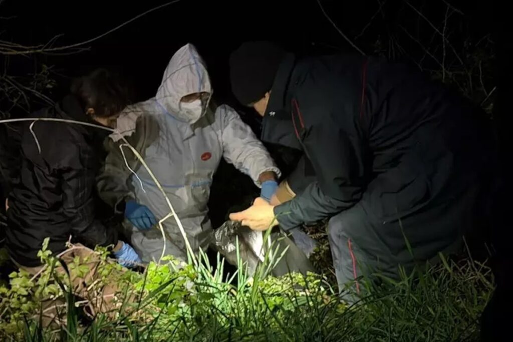 Le carcasse di cani trovate in una scarpata di Porto Recanati