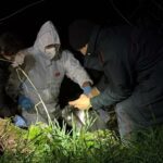 Le carcasse di cani trovate in una scarpata di Porto Recanati