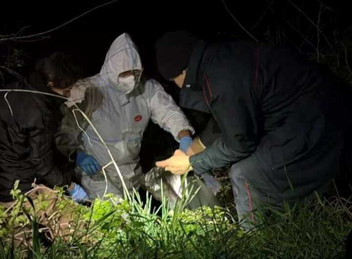 Le carcasse di cani trovate in una scarpata di Porto Recanati