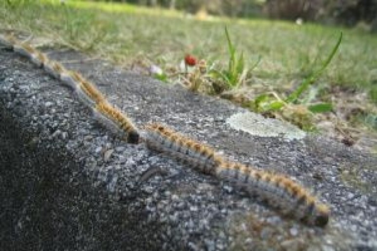 Cane lecca una processionaria durante la passeggiata al parco e rischia la vita