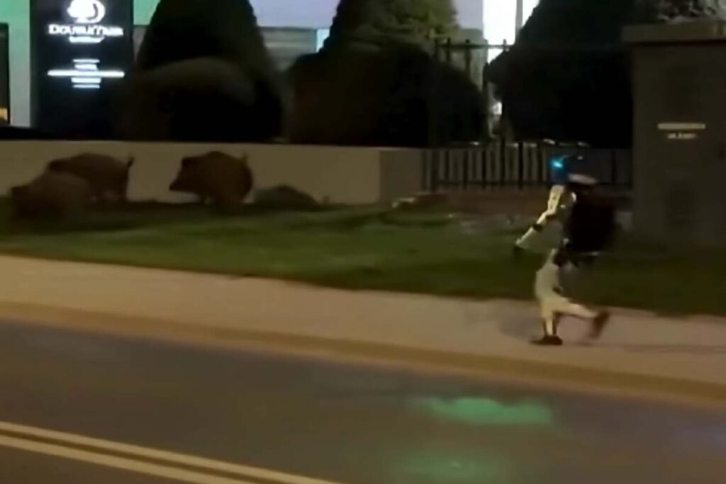 Robot umanoide insegue cinghiali