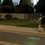 Robot umanoide insegue cinghiali