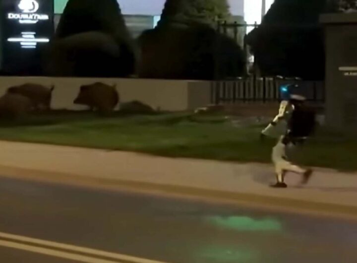 Robot umanoide insegue cinghiali