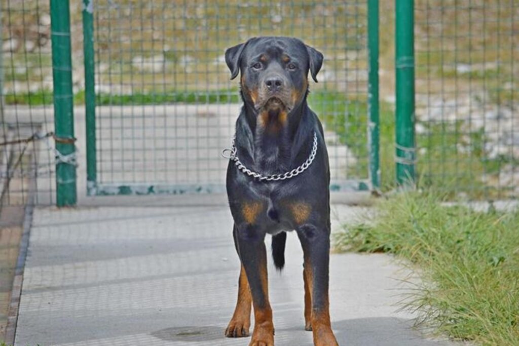Un rottweiler