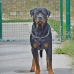 Un rottweiler