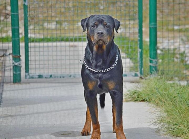 Un rottweiler