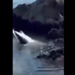 Lo squalo intrappolato