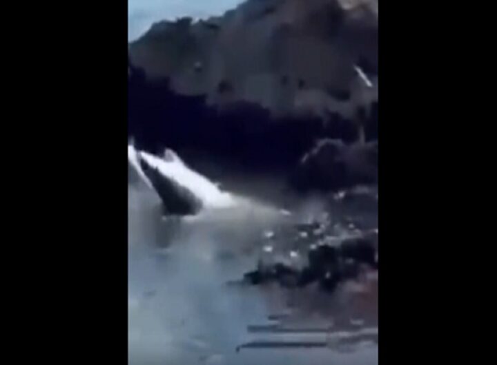 Lo squalo intrappolato