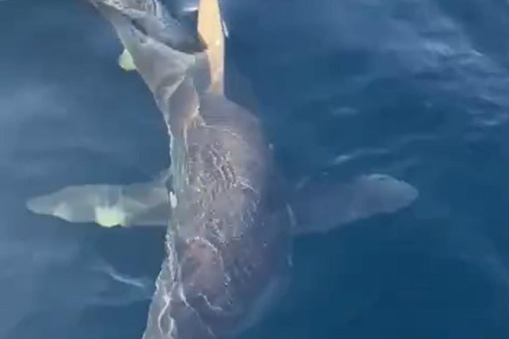 Il video dello squalo mako che urta una barca al largo di Gallipoli