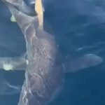 Il video dello squalo mako che urta una barca al largo di Gallipoli
