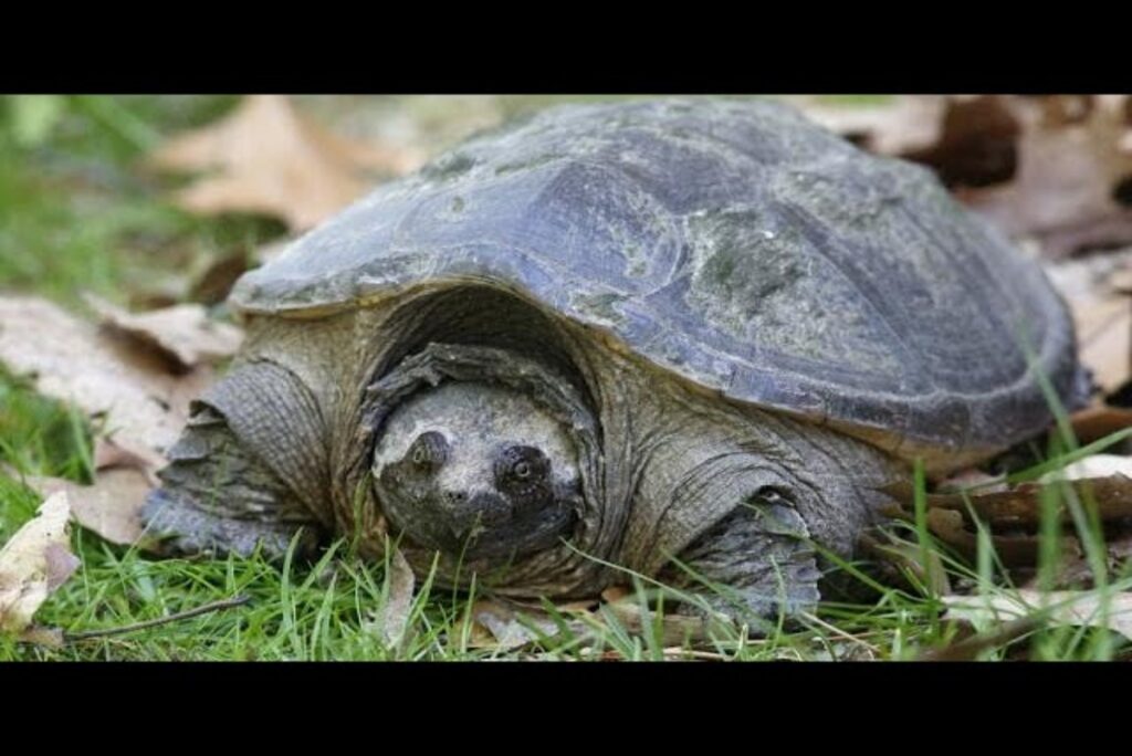 tartarua azzannatrice