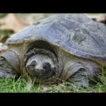 tartarua azzannatrice