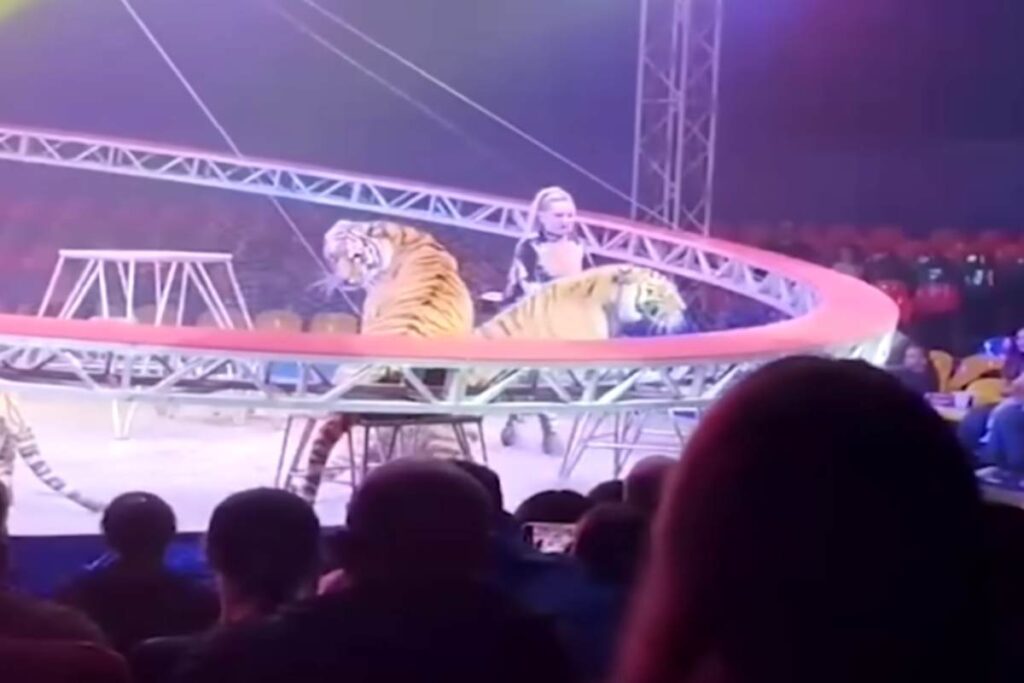 Tigre fugge dal recinto del circo