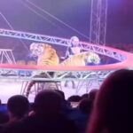 Tigre fugge dal recinto del circo