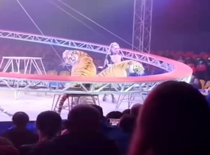 Tigre fugge dal recinto del circo