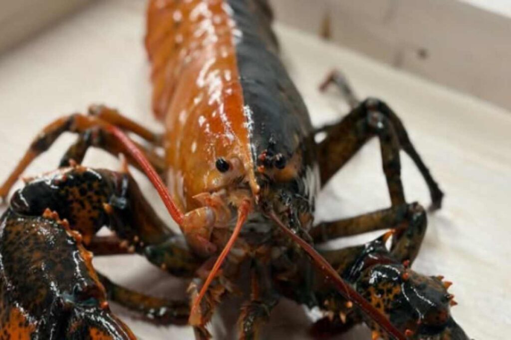 Aragosta bicolore