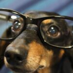 cane con gli occhiali