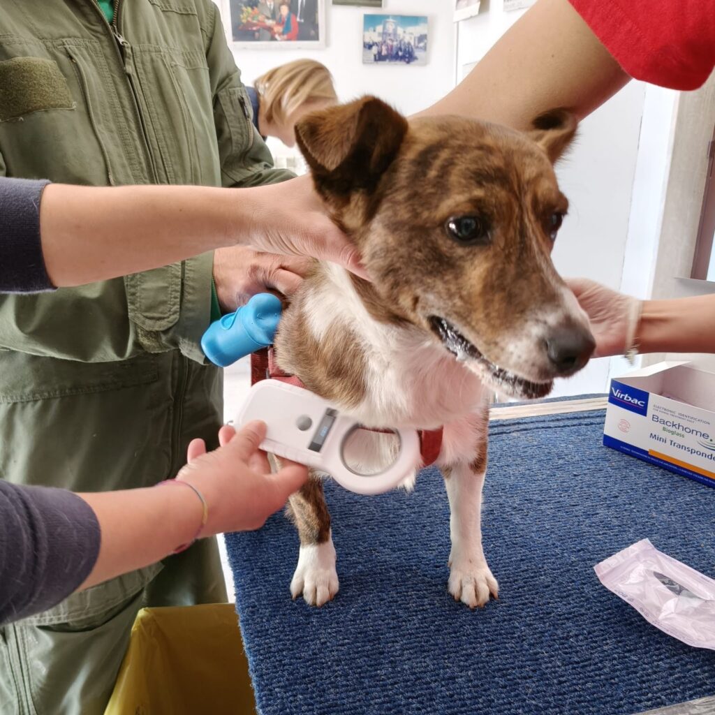 cane microchip