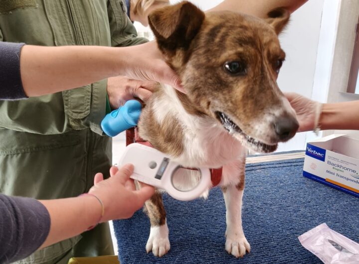 cane microchip