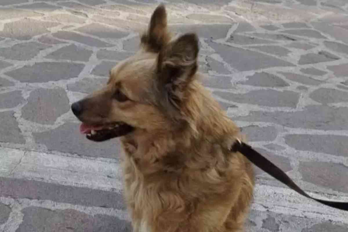 Il padrone (senzatetto) muore e il suo cane gli resta accanto a ...
